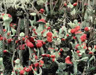 Cladonia coccifera